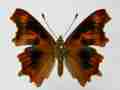 Polygonia c-album (cold shock abb 2) (Internet Image property of respective owner, non-commercial use only)